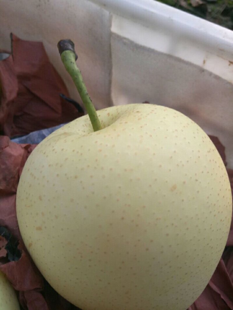 皇冠梨300~350g纸箱