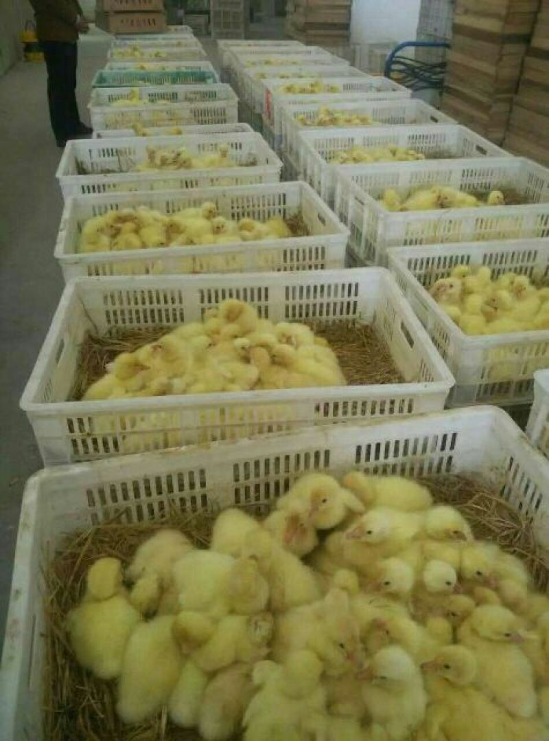 皖西白鹅苗250g以下