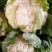 【优】白花菜花紧花乳白产地直发质量保证欢迎采购