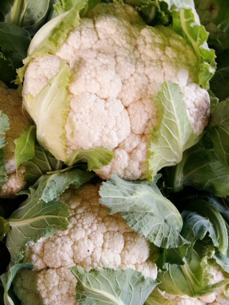 【优】白花菜花紧花乳白产地直发质量保证欢迎采购