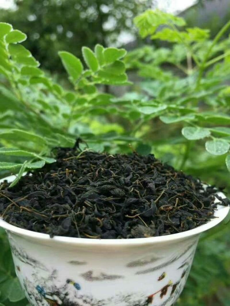 辣木茶一级