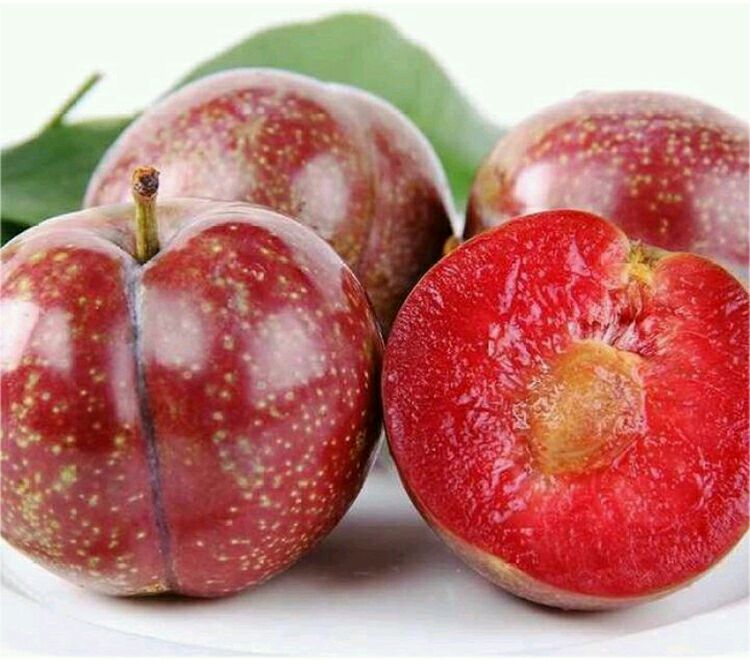 云南玉溪市元江县三华李子 15~20mm批发_肖