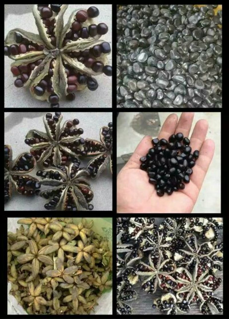油用牡丹籽新货牡丹籽凤丹籽籽粒饱满过色选机无瘪子
