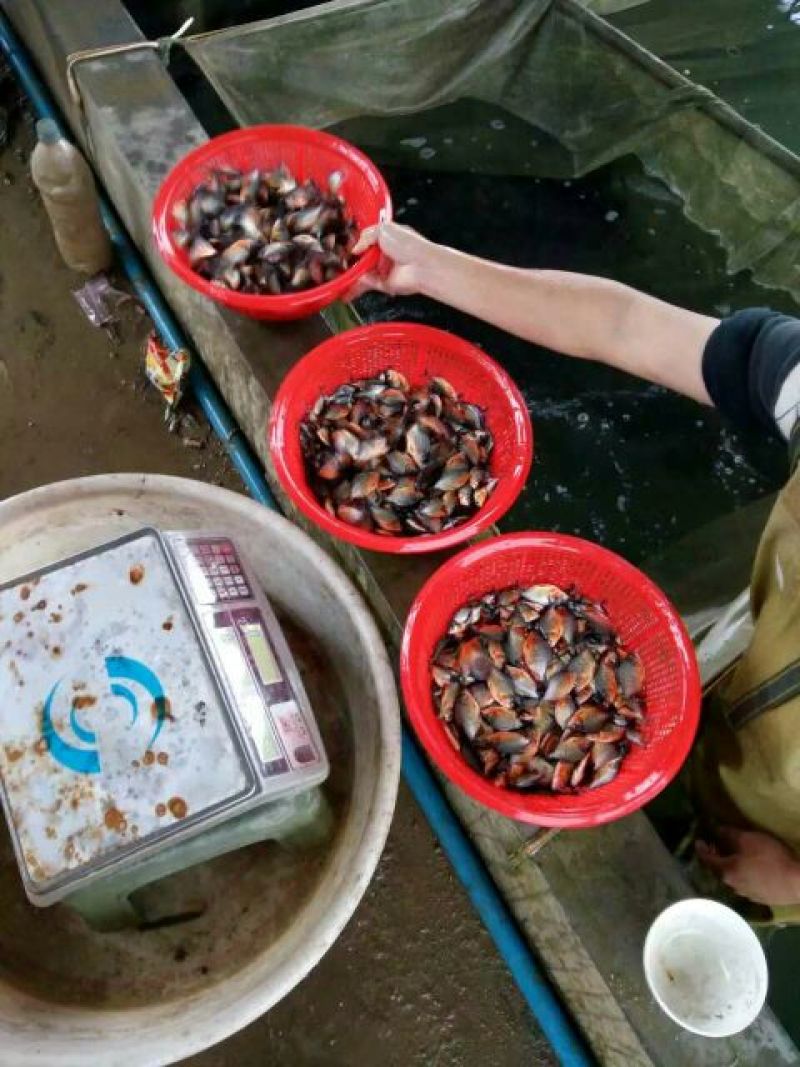 鲳鱼鱼苗，大量批发，欢迎订购。。。。。。