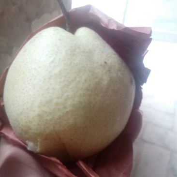 酥梨200~250g纸箱