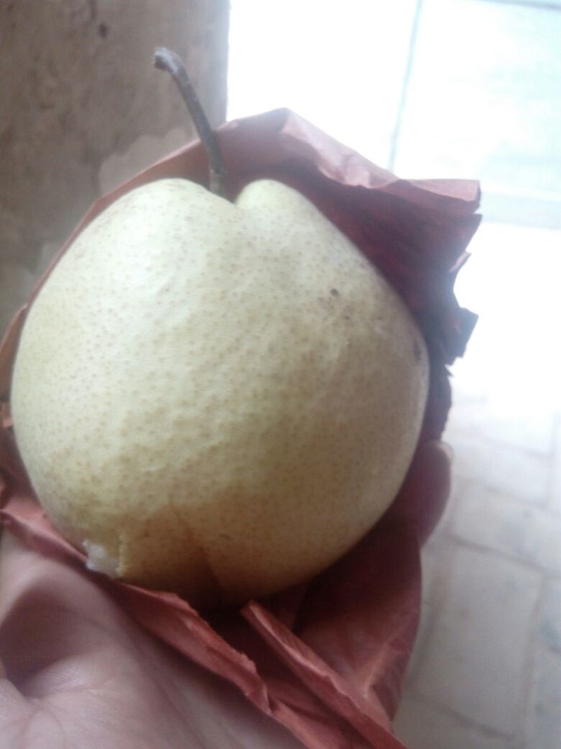 酥梨200~250g纸箱