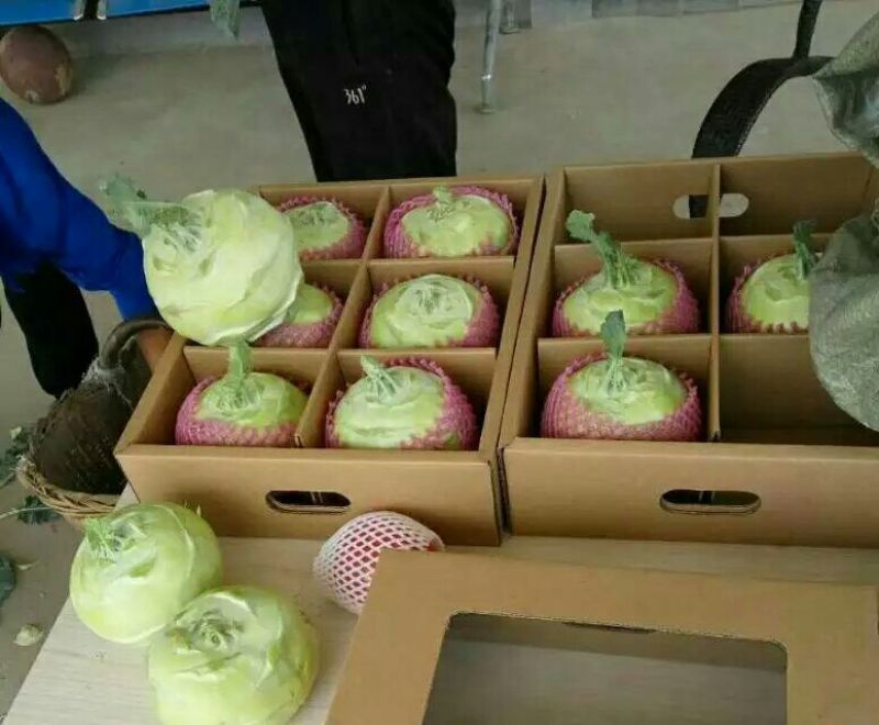 苤蓝1斤以上