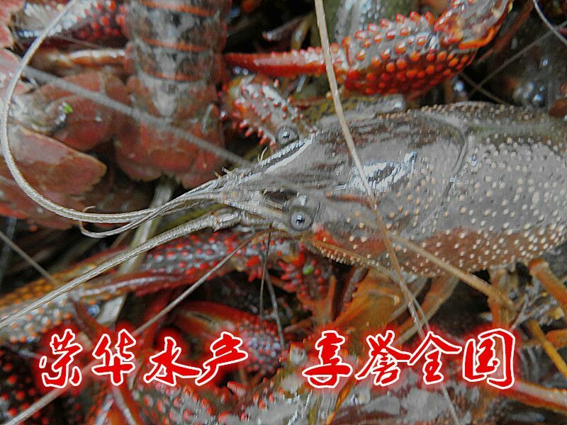 湖南益阳小龙虾食用4~6钱活虾