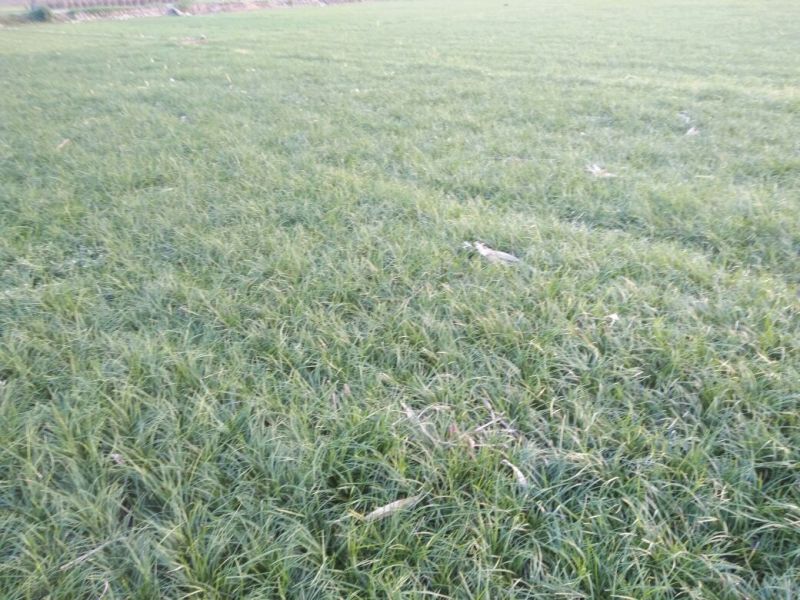 小叶麦冬苗四川绵阳产地直发绿化草坪质量保证
