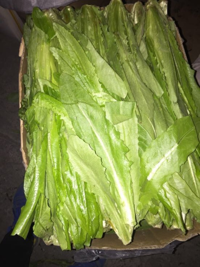 油麦菜