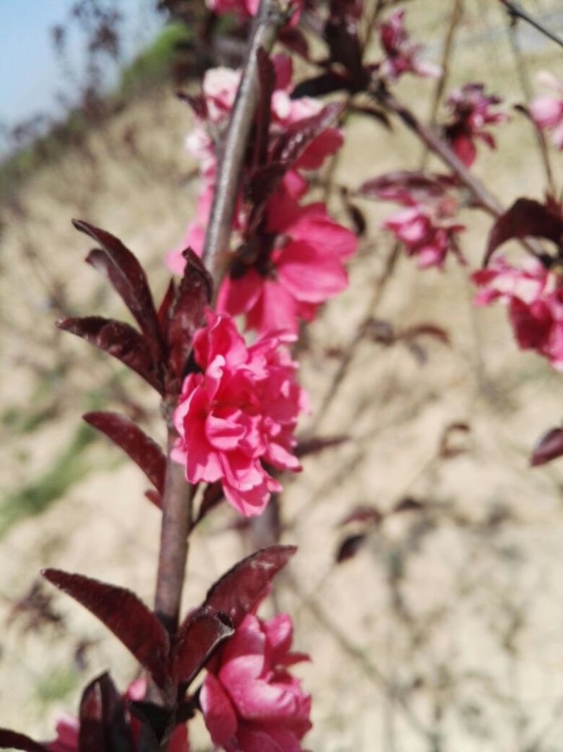 桃树2~4cm1.5~2米