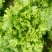散叶生菜5两~6两