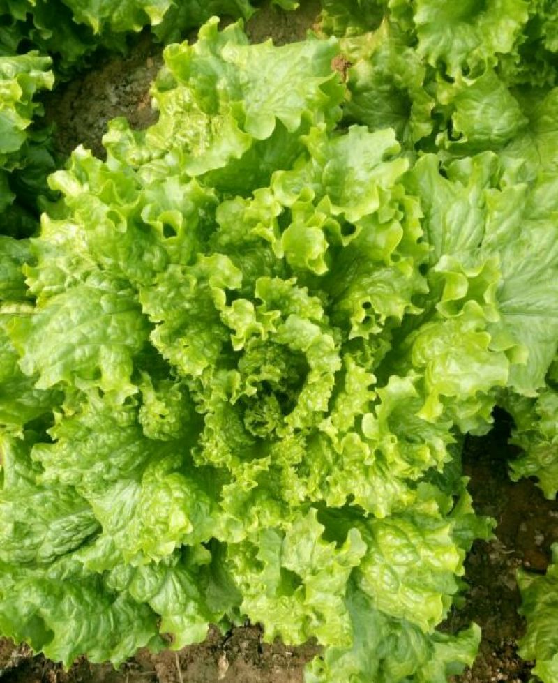 散叶生菜5两~6两