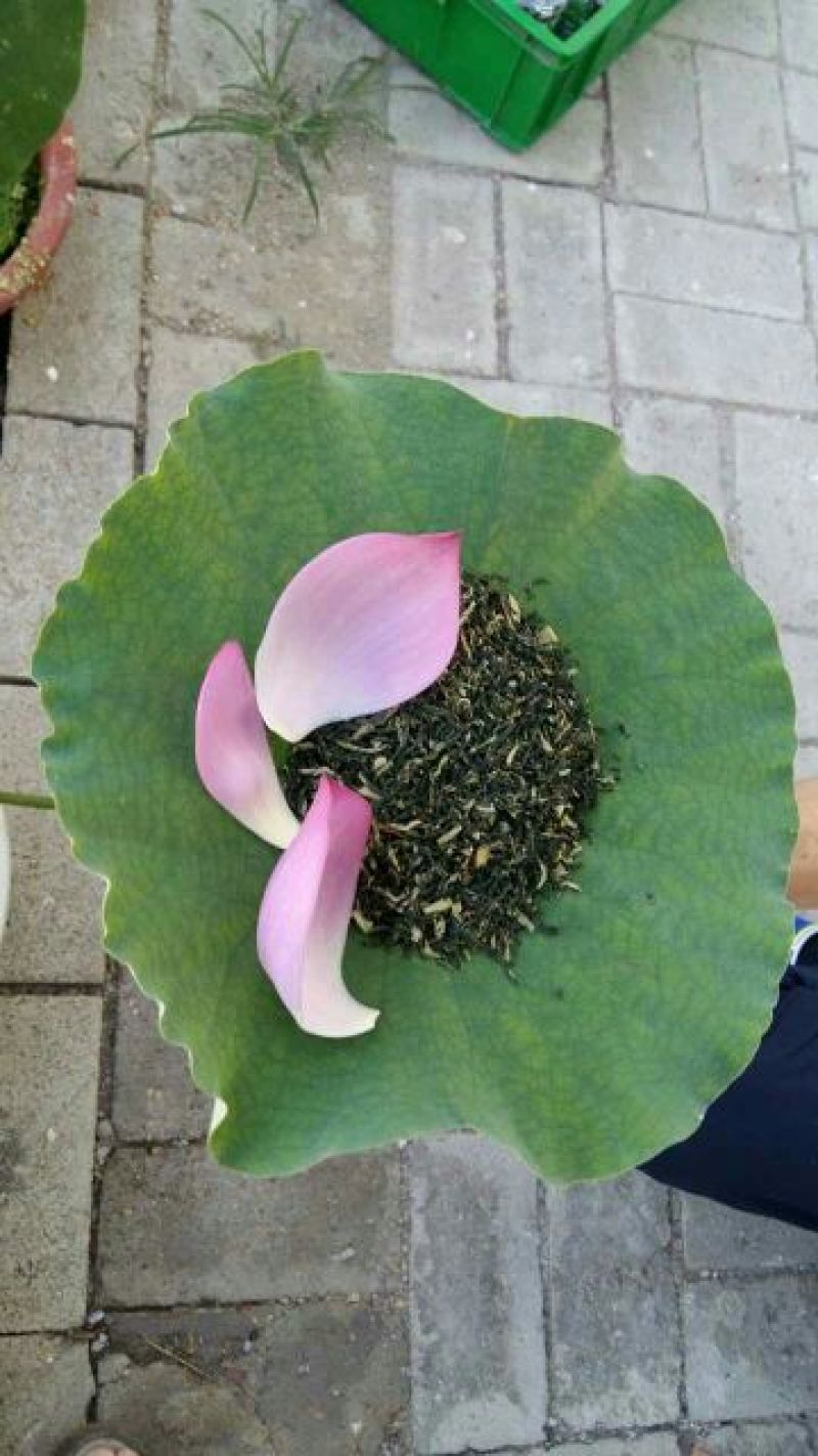 荷叶茶一级