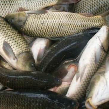 池鲤鱼食用2~3公斤