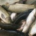 池鲤鱼食用2~3公斤