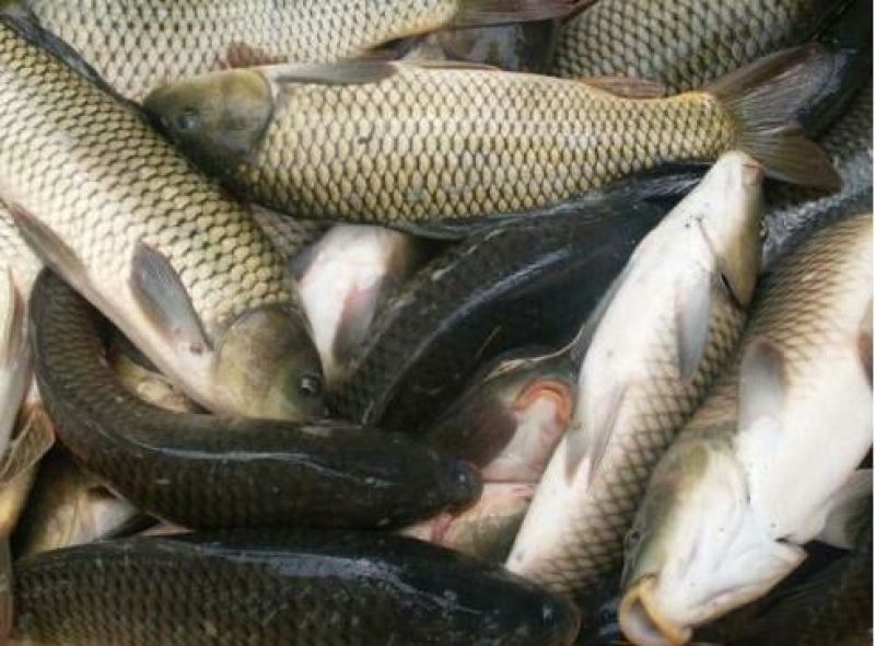 池鲤鱼食用2~3公斤