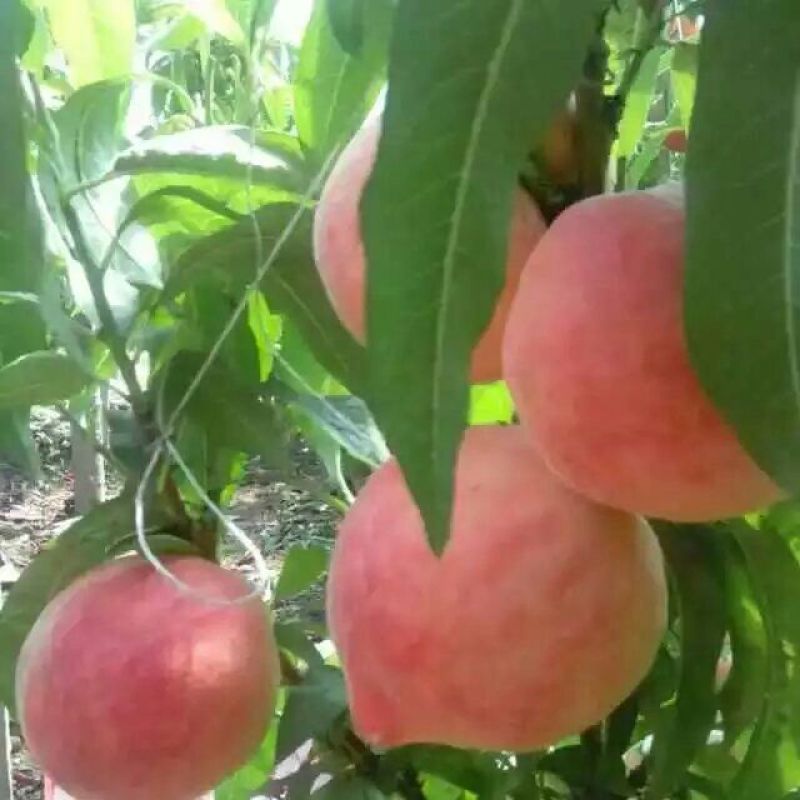 毛桃