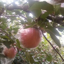 超红苹果75mm以上膜袋质量保证欢迎采购