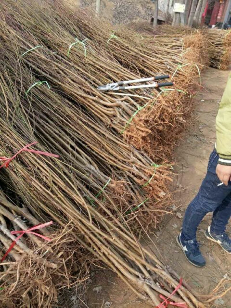 沂蒙霜红桃树苗80cm以上