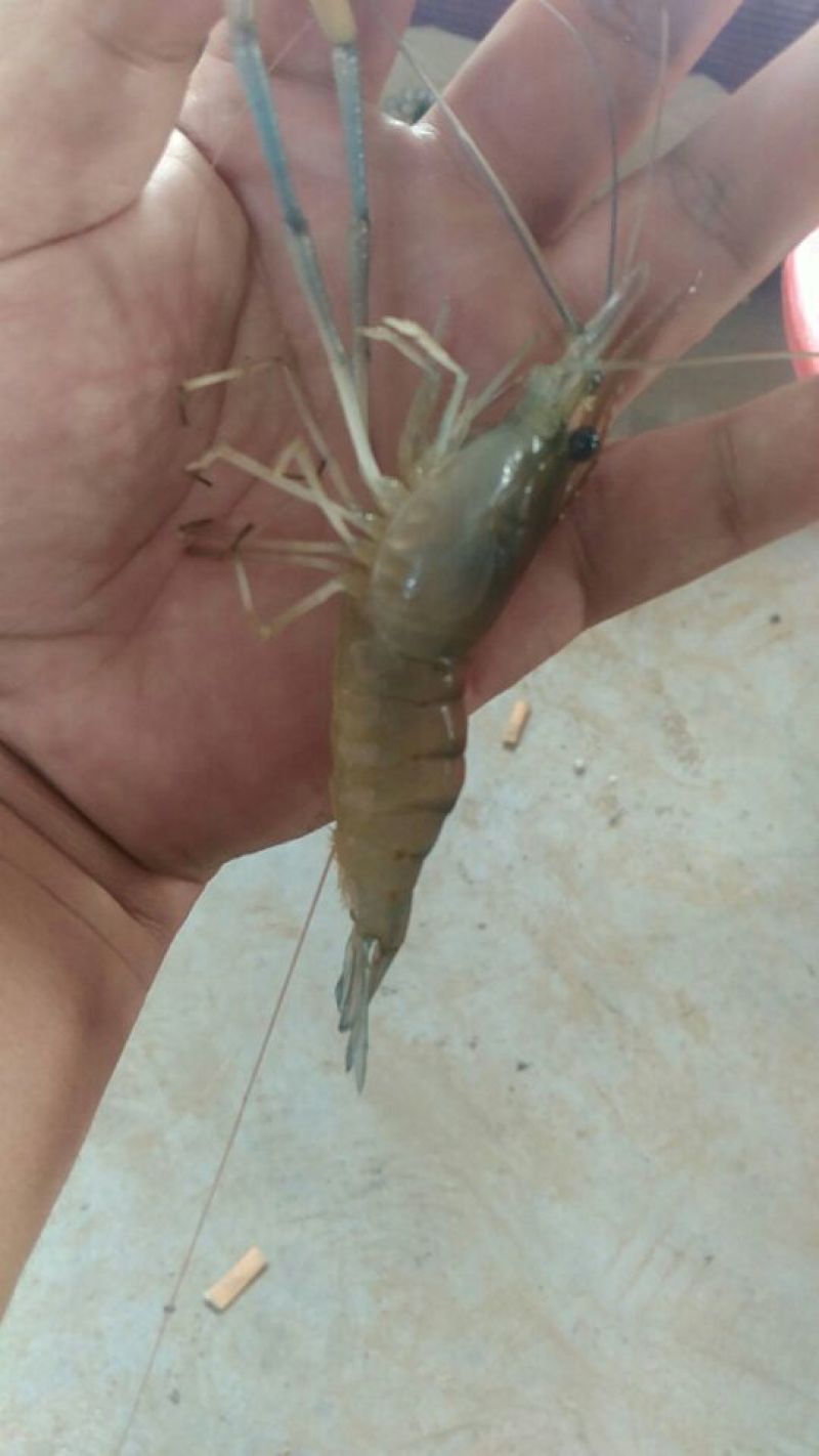 沼虾