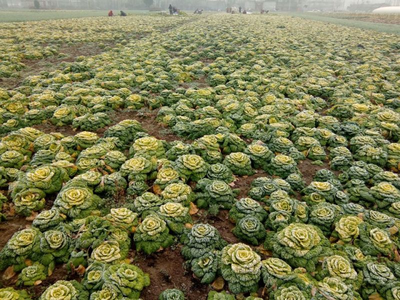 河南南阳精品黄心菜，黄心乌菜，万亩基大量上市欢迎实地考察