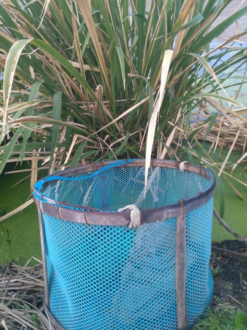 茭白种苗