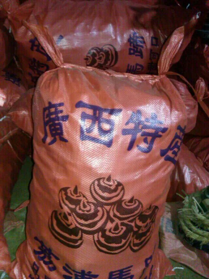 广西柳州市毛马蹄大号