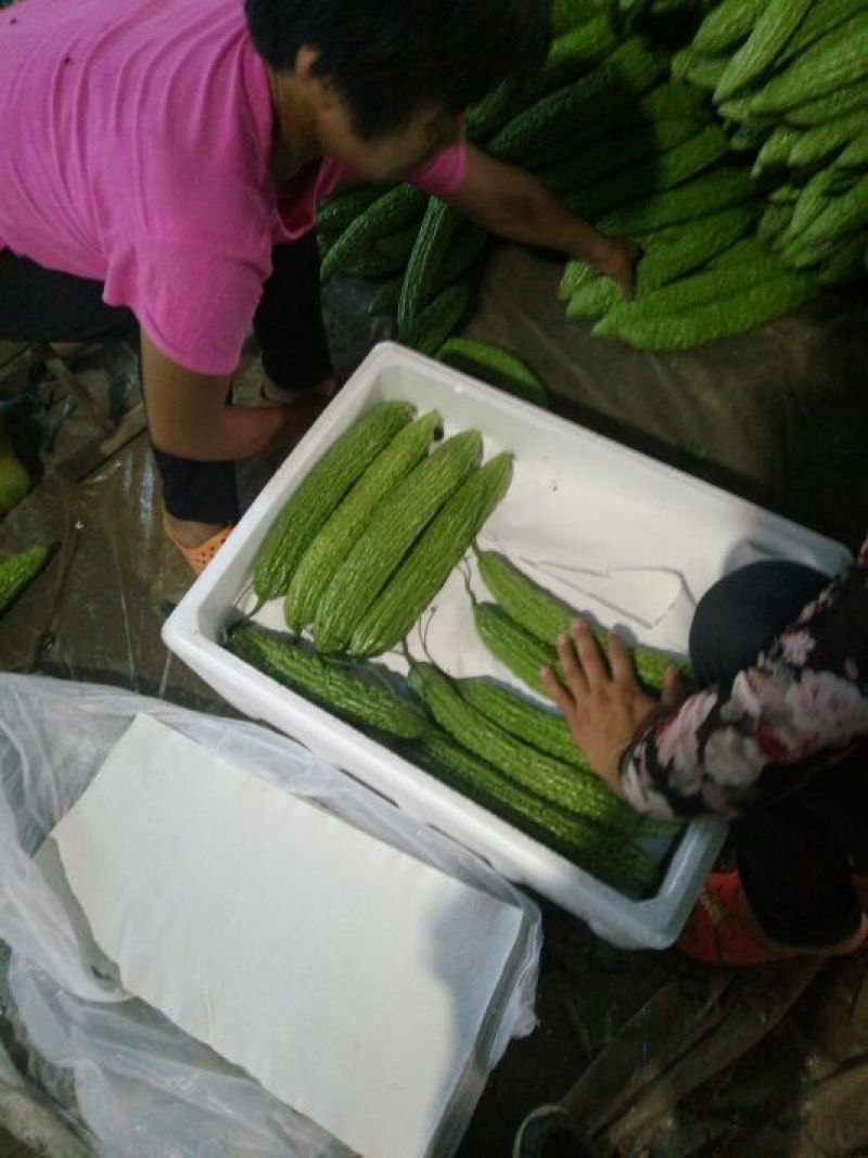 苦瓜货量大刚上市质量好