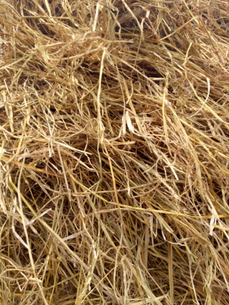 稻草60公分以下