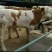 肉牛200斤以下