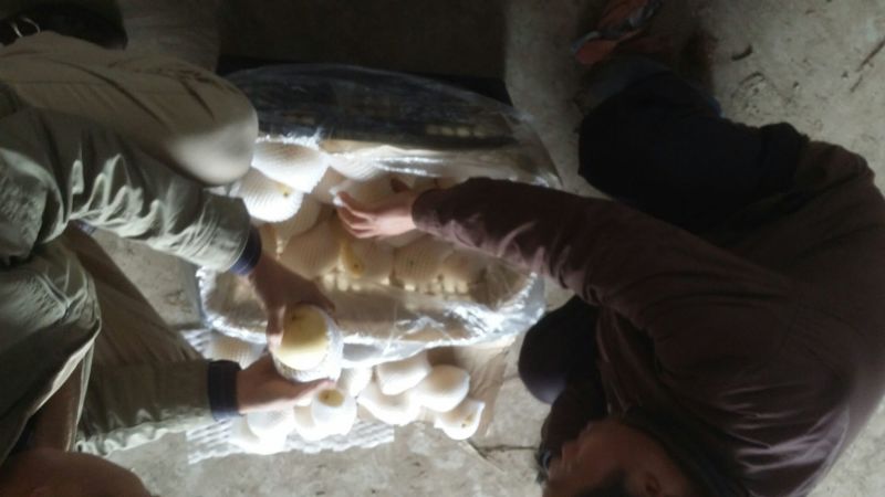 皇冠梨250~300g纸袋