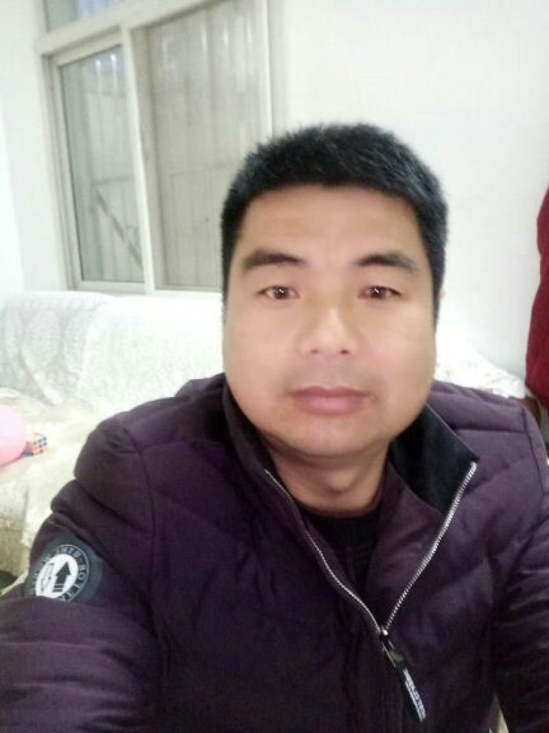 杭州白菊袋装