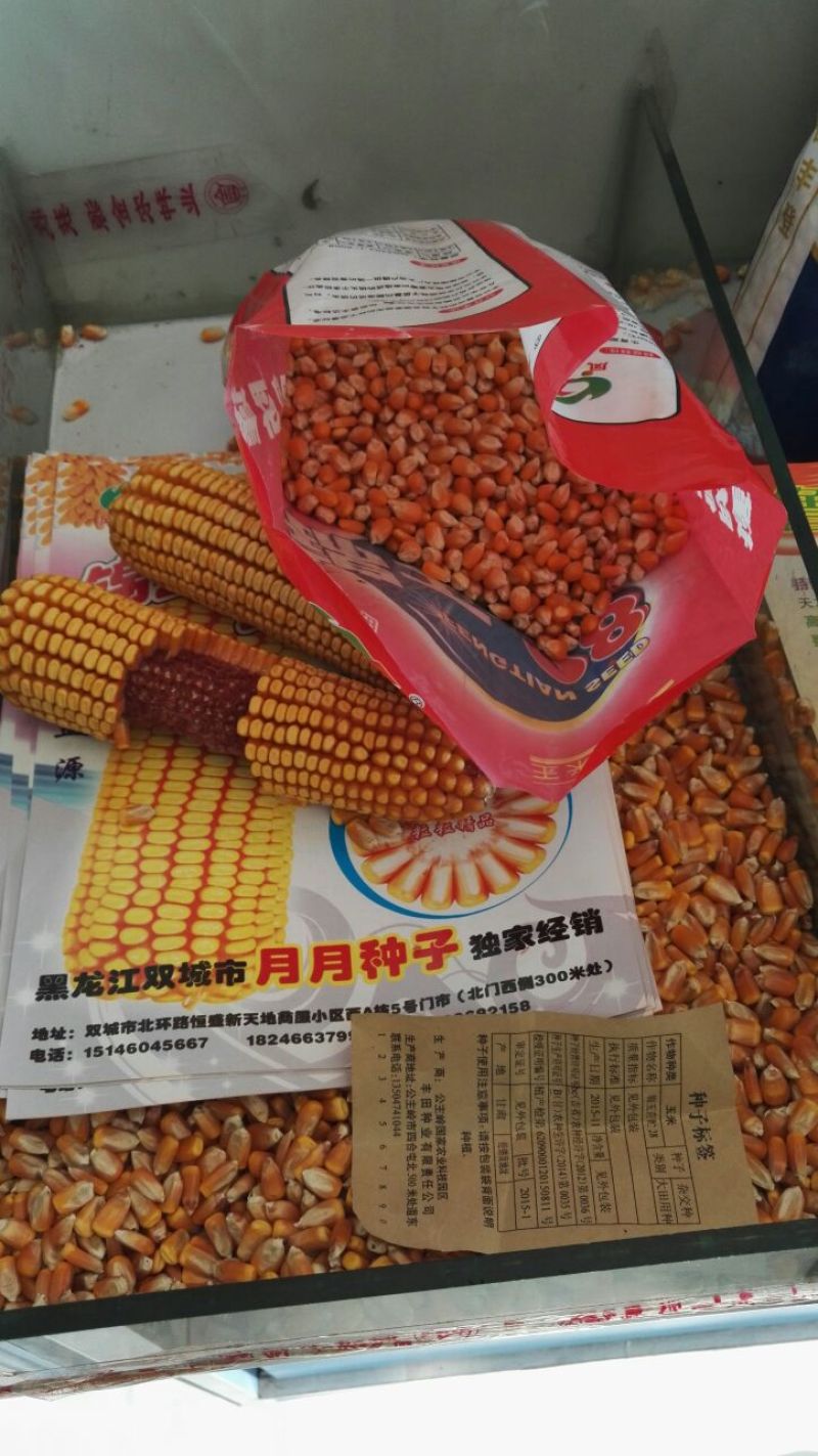 玉米种子