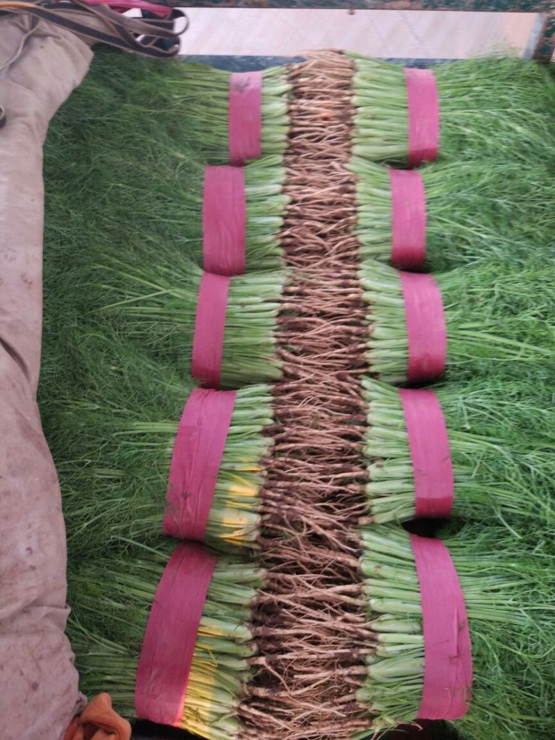 茴香大量上市质量优质根粗叶绿