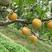 黄金梨树苗品种纯正，高产优质，保湿发货。