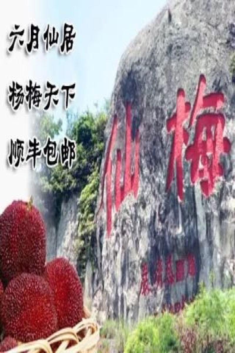仙居杨梅