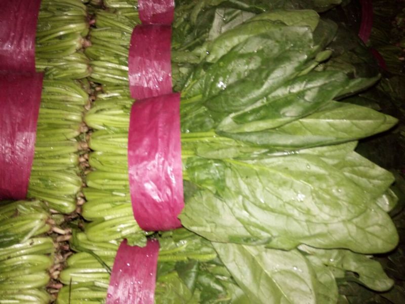大叶菠菜25~30厘米