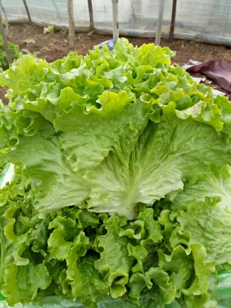 散叶生菜4两~5两