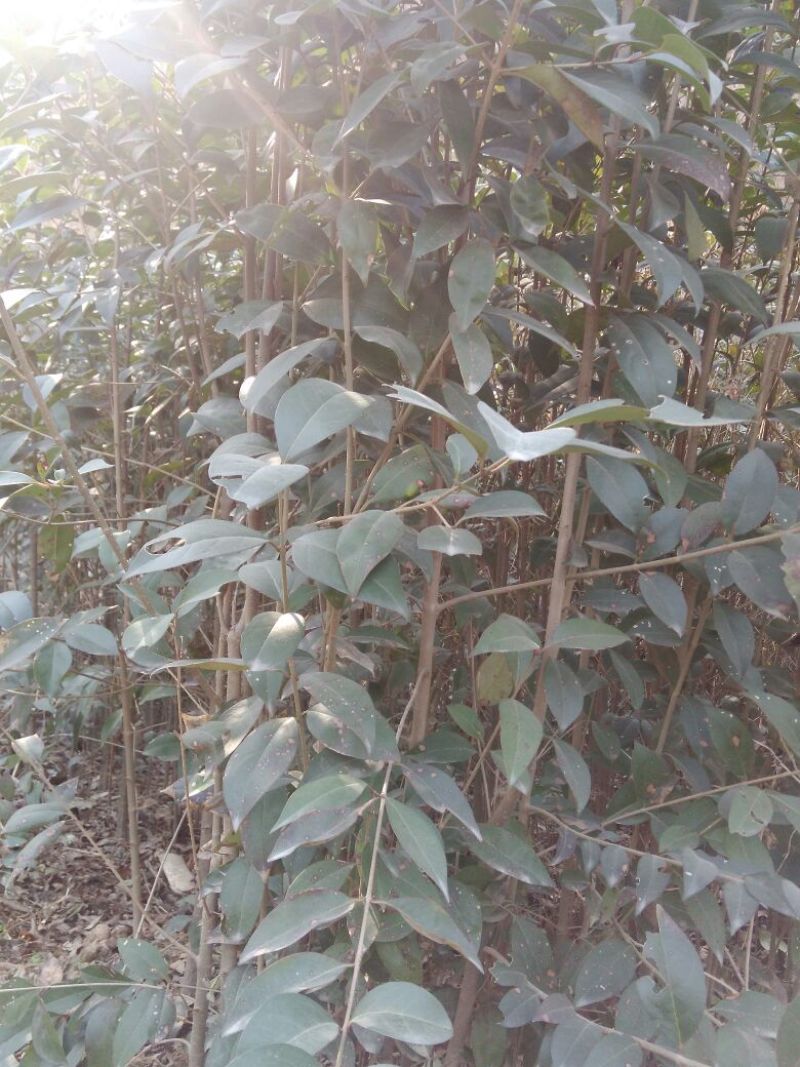大叶女贞4cm以下