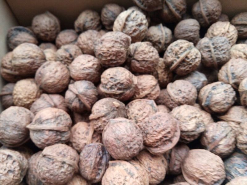 核桃去皮干