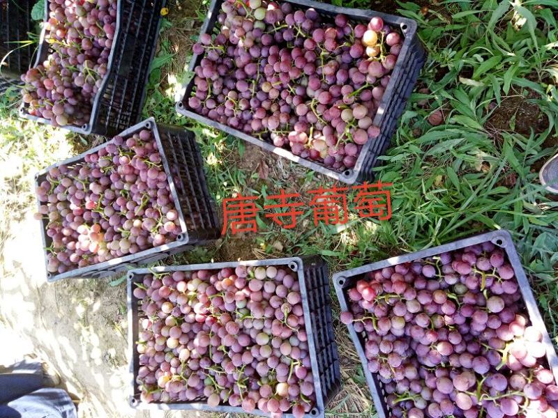 巨峰葡萄【直供连锁超市、批发客商商超、冠县唐寺葡萄基地】