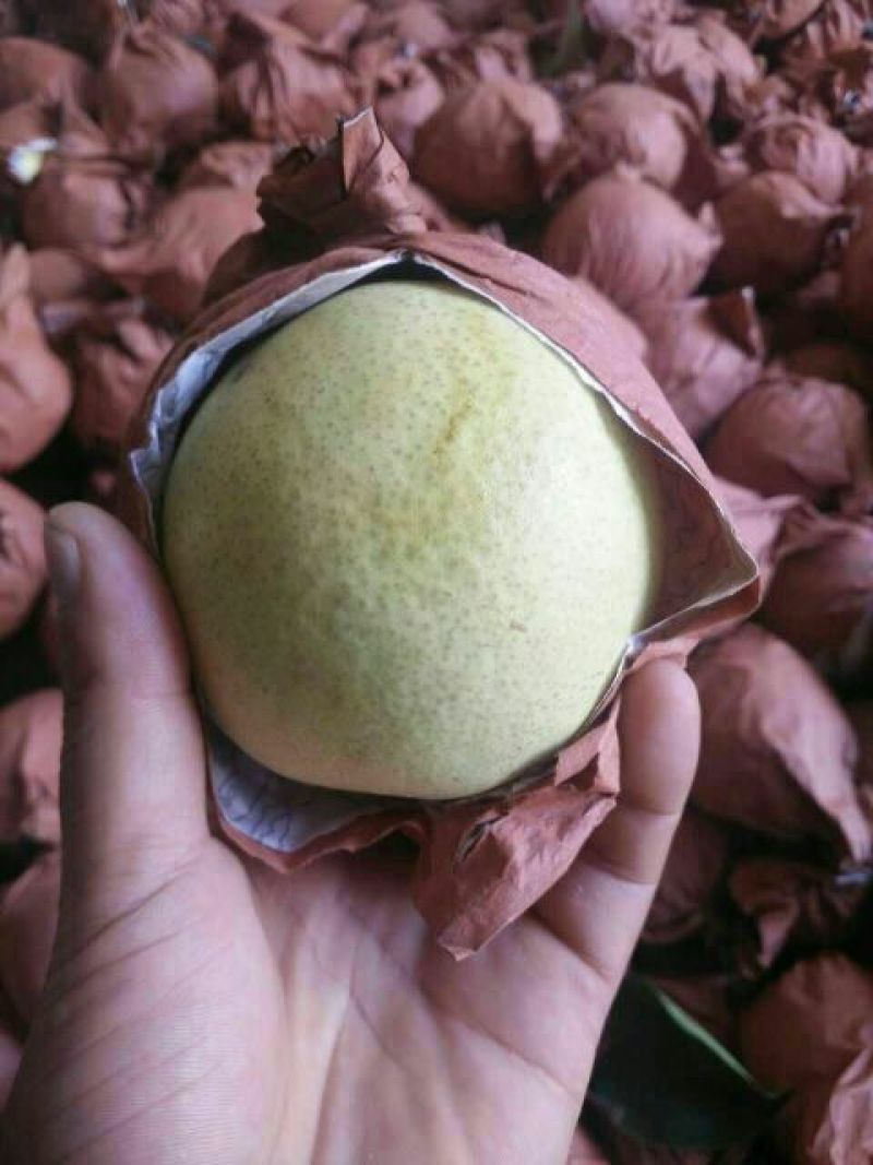 贡梨精品贡梨砀山酥梨口感好产地直发梨