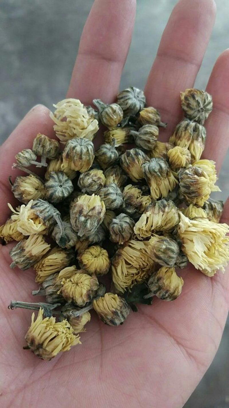 杭白菊罐装