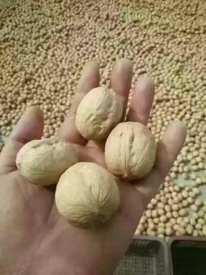 纸皮核桃