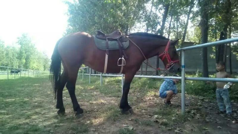 伊犁马300~400kg