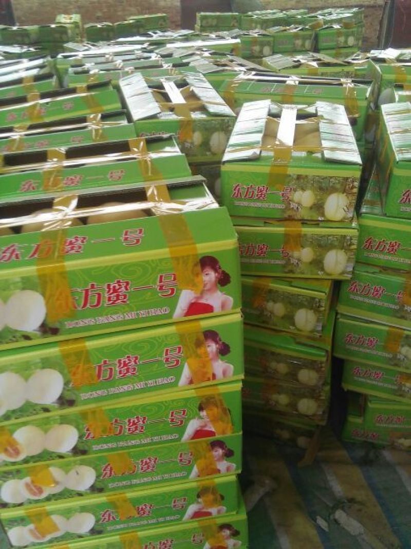 东方密1号哈密瓜2斤以上长圆形