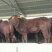 牛犊300~400kg