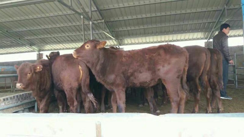 牛犊300~400kg