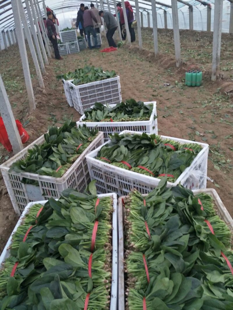 菠菜20~25厘米